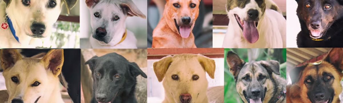 CHARITIES AND CELEBRITIES JOIN FORCES AGAINST THE DOG MEAT TRADE