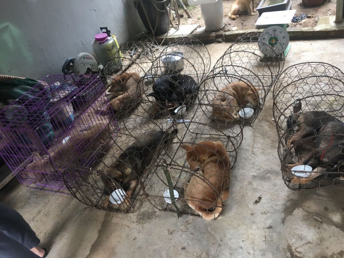ACPA helps provide medical care for confiscated dogs following the largest ever bust of a dog theft ring by Vietnamese police