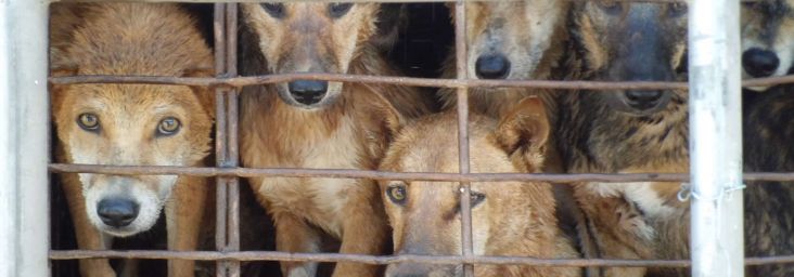 Please encourage British MPs to speak out against the dog meat trade