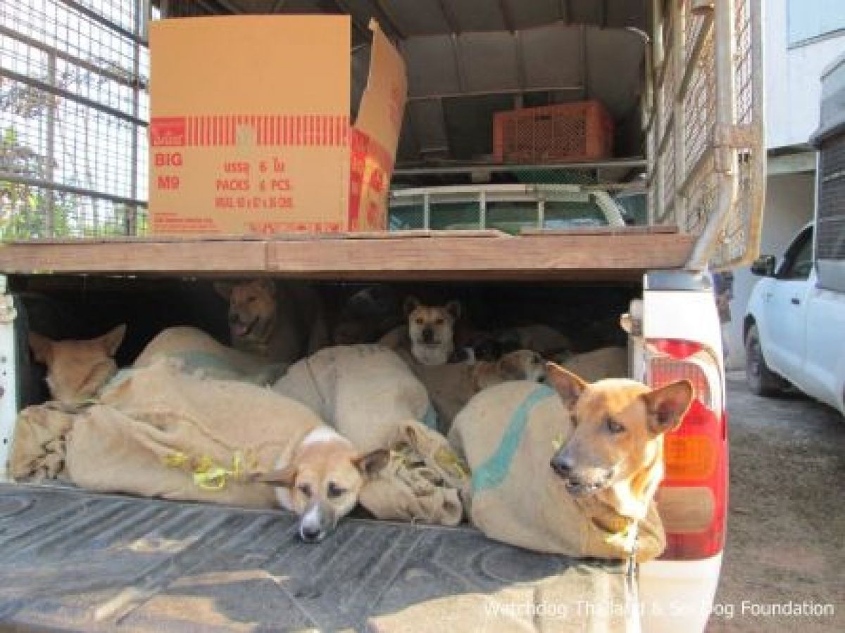 Vietnam gets tough on illegal cross-border dog trading